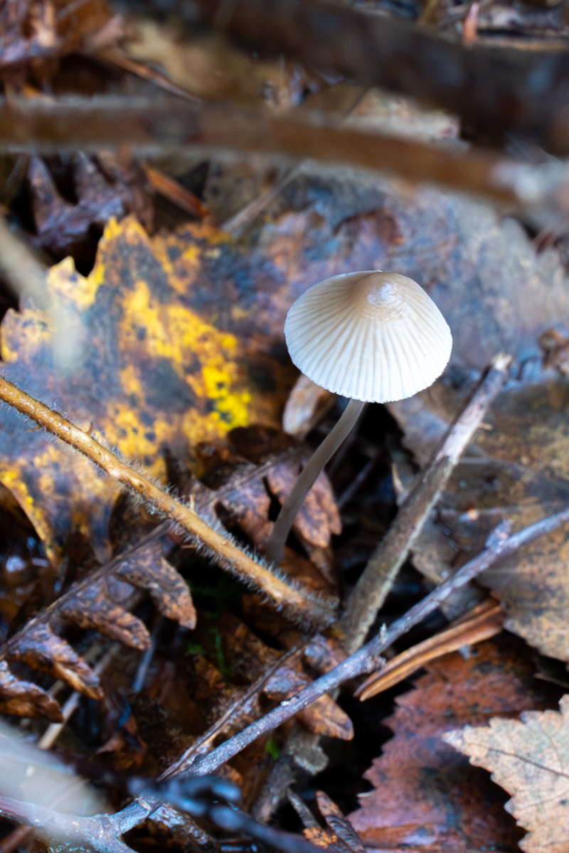 Photography by Chris Allington